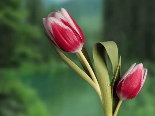 Gėlės,  Tulpės,  Augalų,  Pavasaris,  Tulpė