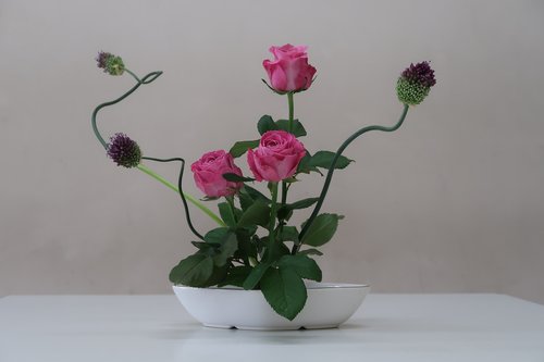 Gėlės,  Išaugo,  Violetinė,  Rožinis,  Išdėstymas