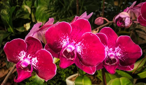 Gėlės,  Floros,  Orchidėjų,  Gamta