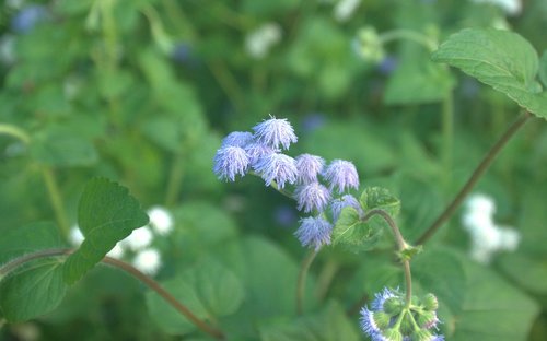 Gėlės,  Augalai,  Štai,  Violetinė