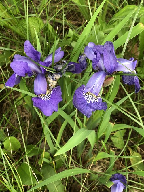 Gėlės,  Iris,  Violetinė