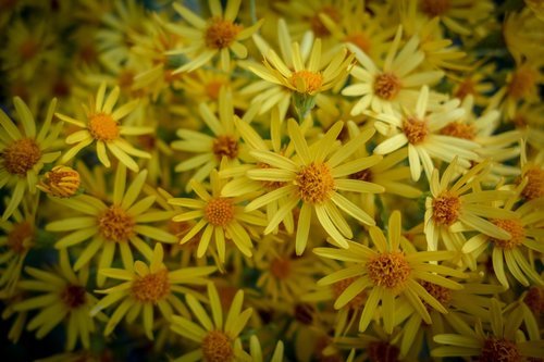 Gėlės,  Žydi,  Geltona,  Žalias,  Meadow,  Laukas,  Laukinių Gėlių,  Žiedas,  Žydi,  Augalų,  Pobūdį,  Vasara,  Floros,  Žiedlapiai,  Grožio,  Sodas,  Gražus,  Botanikos,  Romantiškas,  Botanika,  Meilė