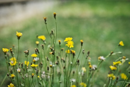 Gėlės,  Meadow,  Geltonos Gėlės