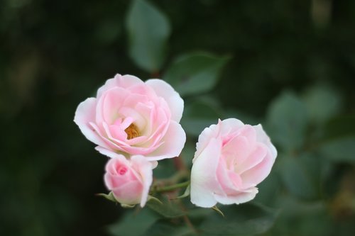 Gėlės,  Trys,  Rožinis