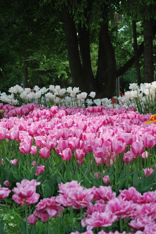 Gėlės, Tulpės, Pavasaris, Gražiai