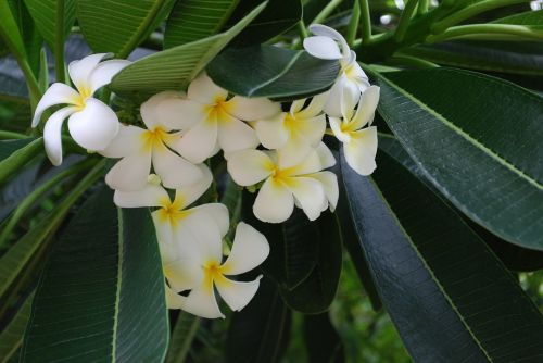 Gėlės, Tropiniai Augalai, Iš Arti, Balta, Baltos Gėlės