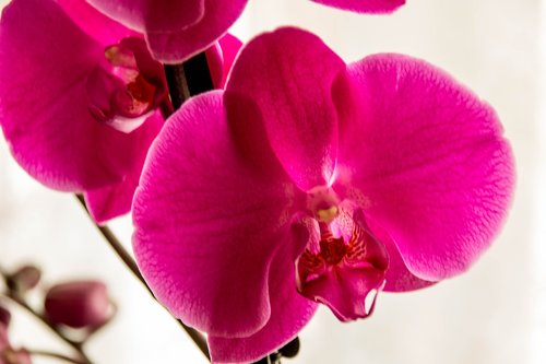 Gėlės,  Orchidėjų,  Pobūdį,  Raudonas