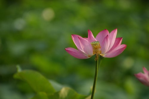 Gėlės,  Lotus,  Gamta