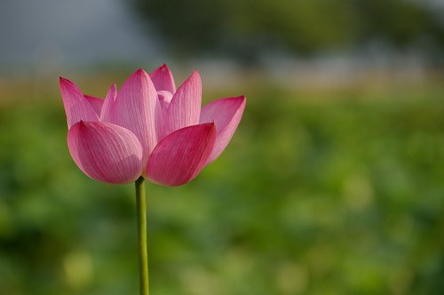 Gėlės,  Lotus,  Gamta
