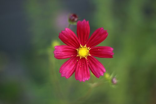 Gėlės,  Pobūdį,  Wildflower,  Augalai