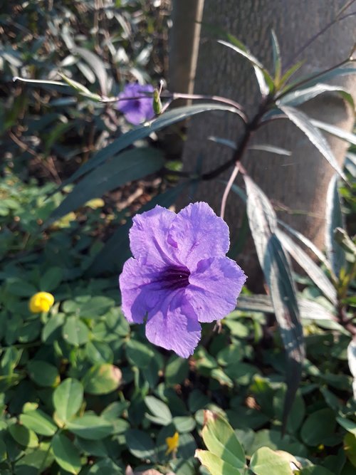 Gėlės,  Violetinė,  Žalias,  Sodas