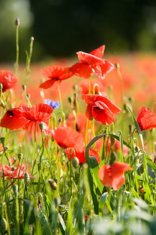 Laukas Aguonos, Aguona, Aguonos, Klatschmohn, Gėlės, Laukas, Kraštovaizdis, Raudona, Pieva, Gamta, Gėlė, Augalas, Aguonos Gėlė, Vasaros Pieva