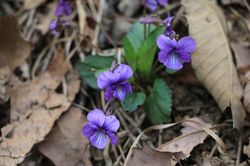 Gėlės, Violetinė, Pavasaris