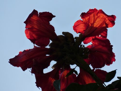 Gėlės, Raudona, Tulpių Medis, Šviesus, African Tulpenbaum, Spathodea Campanulata, Bignoniaceae Augalai, Bignoniaceae, Panicle, Sepals