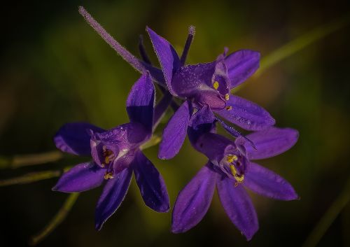 Gėlės, Laukiniai, Violetinė, Gamta, Augalas, Gėlių, Žiedas