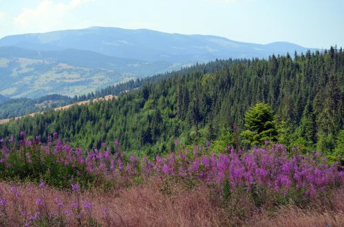 Gėlės, Apuseno Kalnai, Kalnų Gėlės, Cluj Apskritis