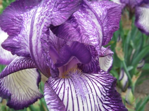 Gėlės, Iris, Vokiečių Iris