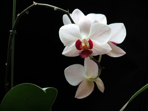 Gėlės, Gamta, Orchidėja