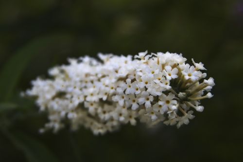 Gėlės, Balta, Gamta, Pavasaris