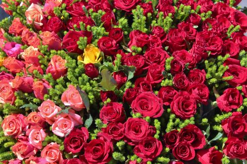 Gėlės, Rožė, Rožių Puokštė, Raudona, Rožinis, Kvepalai, Puokštė, Žiedas, Žydėti, Vestuvės, Valentino Diena