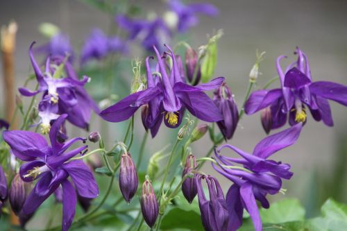 Gėlės, Iris, Tamsiai Violetinė, Pavasaris