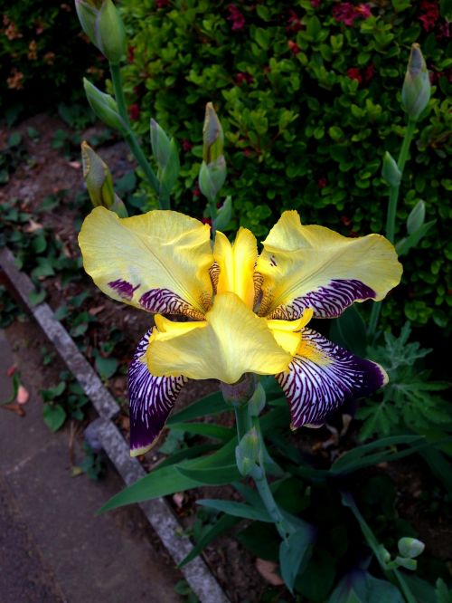 Gėlės, Iris, Vaikščioti