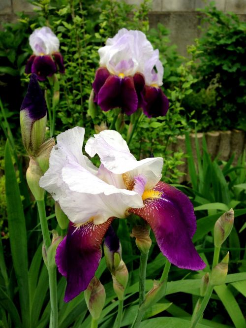 Gėlės, Iris, Pavasaris