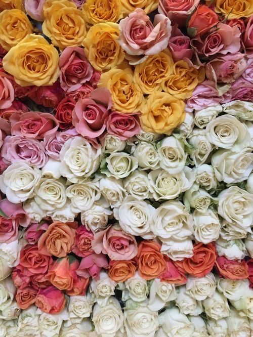 Gėlės, Rožės, Spalvos, Meilė, Gėlių, Gamta