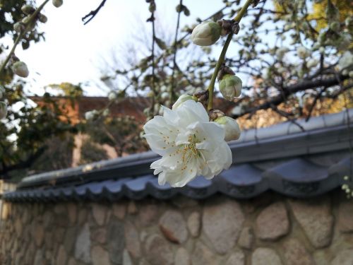 Gėlės,  Kobe,  Mikage