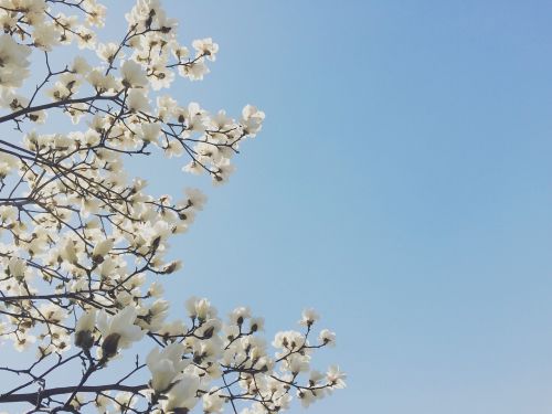 Gėlės,  Magnolija,  Pavasaris