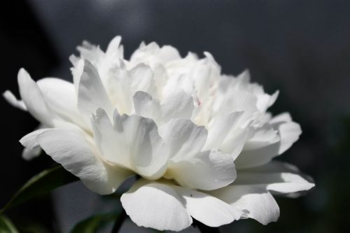 Gėlės, Balta Gėlė, Pikonija, Iš Arti, Makrofotografija, Pavasaris