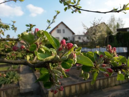 Gėlės, Augalas, Obelų Žiedas