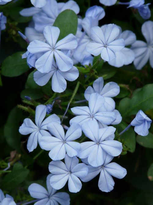 Gėlės, Cape Europaea, Gėlė, Šviesiai Mėlynas, Plumbago Auriculata, Plumbago Capensis Thunb, Auriculata, Plumbago, Dekoratyvinis Augalas, Mėlynas, Stiebas, Augalas