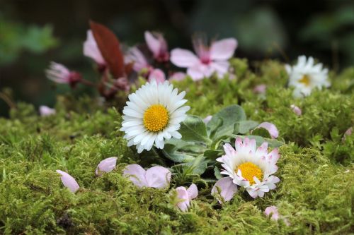 Gėlės,  Daisy,  Pavasaris,  Sodas