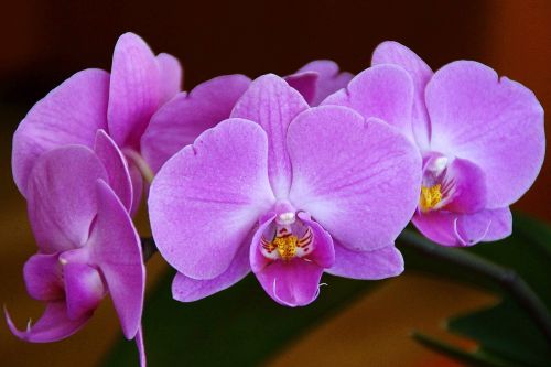 Gėlės,  Orchidėja,  Violetinė,  Gelės Vazonas,  Gamta,  Jaunas,  Augalai,  Krupnyj Planas,  Makrokomandas