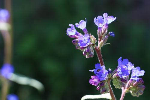 Gėlės,  Persų Speedwell