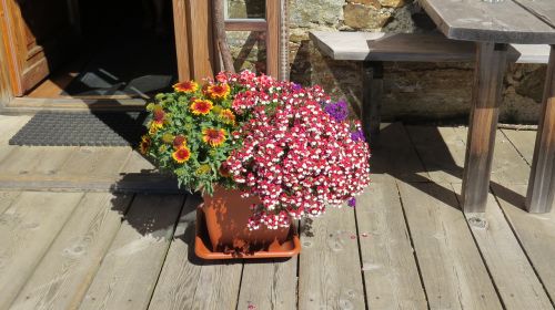 Gėlės, Dolomitai, South Tyrol, Alpių