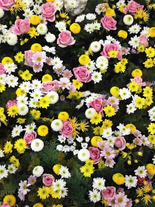Gėlės, Tekstūra, Gėlių Kilimas, Chrizantema, Rožė, Dahlia, Balta, Rožinis