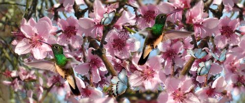 Gėlės, Paukščiai, Beija Flor, Drugelis, Paukštis, Gamta, Skrydis Beija Flor, Parkas, Pavasaris