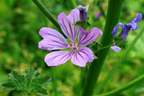 Gėlės, Mallow, Malva, Violetinė, Violetinė, Sylvestris