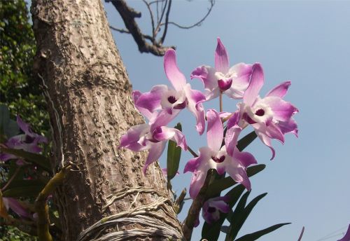 Gėlės, Orchidėjos, Sodas, Brazilija, Suzano, Amazon