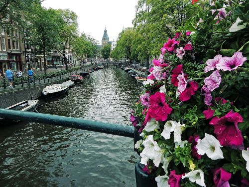 Gėlės, Amsterdamas, Holland, Nyderlandai