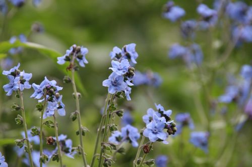 Gėlės, Violetinė, Mažas, Gėlė, Gamta, Uždaryti