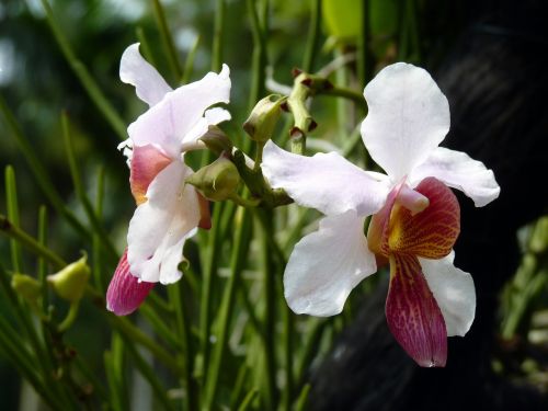 Gėlės, Orchidėjos, Balta