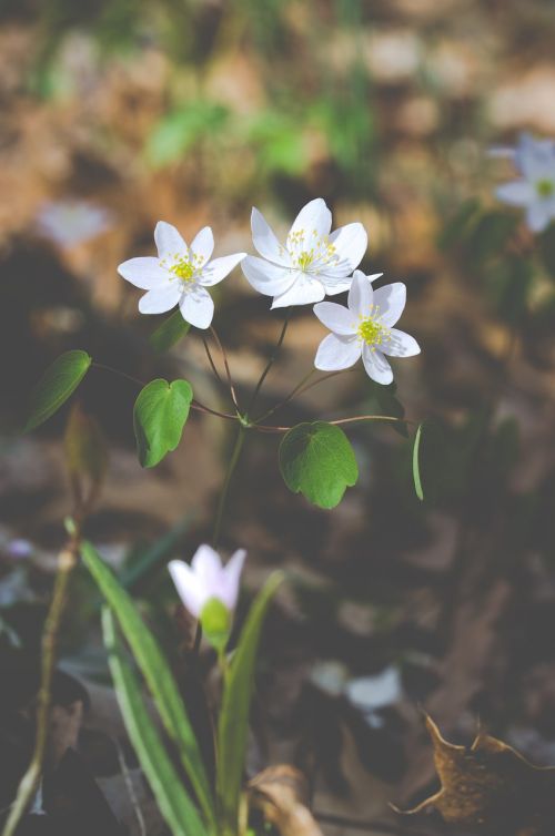 Gėlės, Balta, Pavasaris, Laukinės Gėlės, Gamta