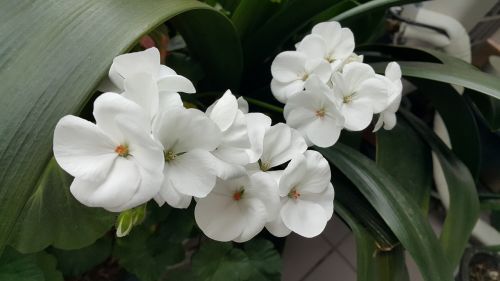 Gėlės, Balta, Pavasaris, Gamta, Sodas