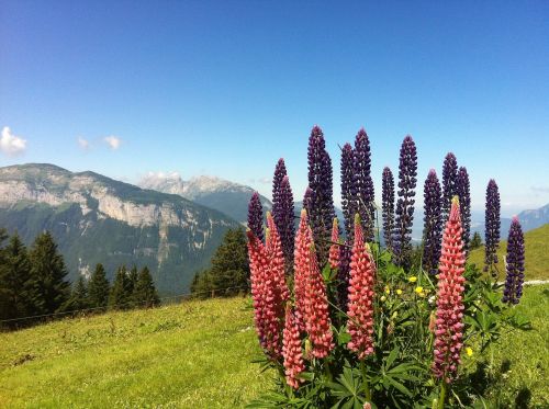 Gėlės, Haute-Savoie, Alpės, Laukiniai Lubinai