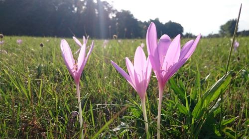 Gėlės, Pieva, Ruduo, Violetinė, Saulė, Plunksna, Saulėtas