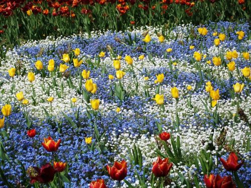 Gėlės, Tulpės, Gamta, Pavasaris, Flora, Augalas, Sodas