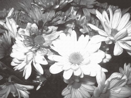 Gėlės,  Juoda Balta,  Rožė,  Daisy,  Gėlės Juoda & Amp,  Balta Rožė Daisy 2